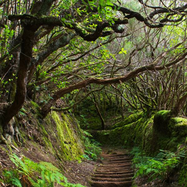 Peisaj insula Tenerife