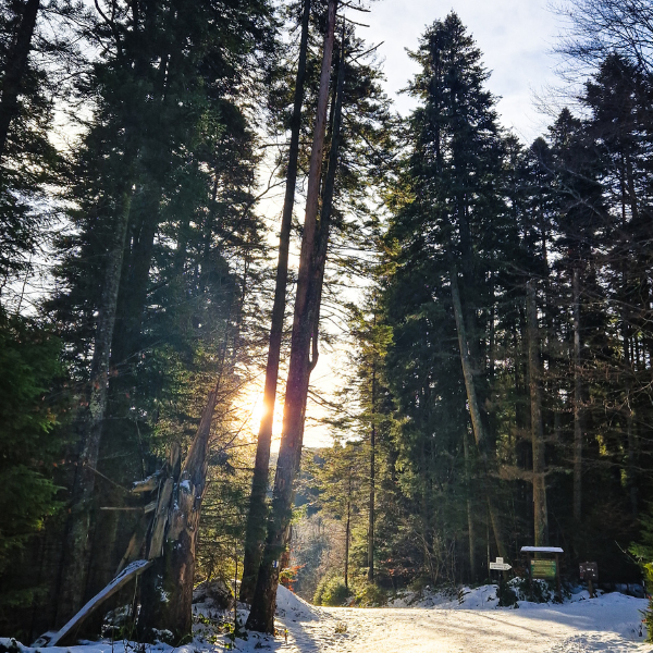 malaiesti_3