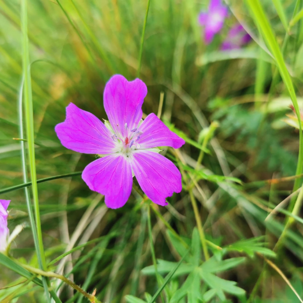 drumetie piatra craivii