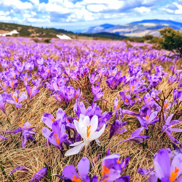 drumetie piatra talharului