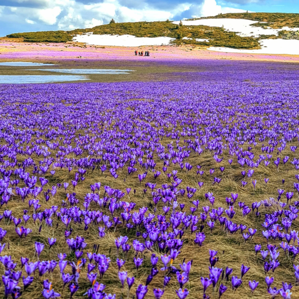 drumetie piatra talharului