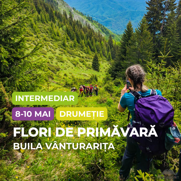 drumetie buila vanturarita