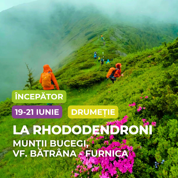 drumetie batrana-furnica