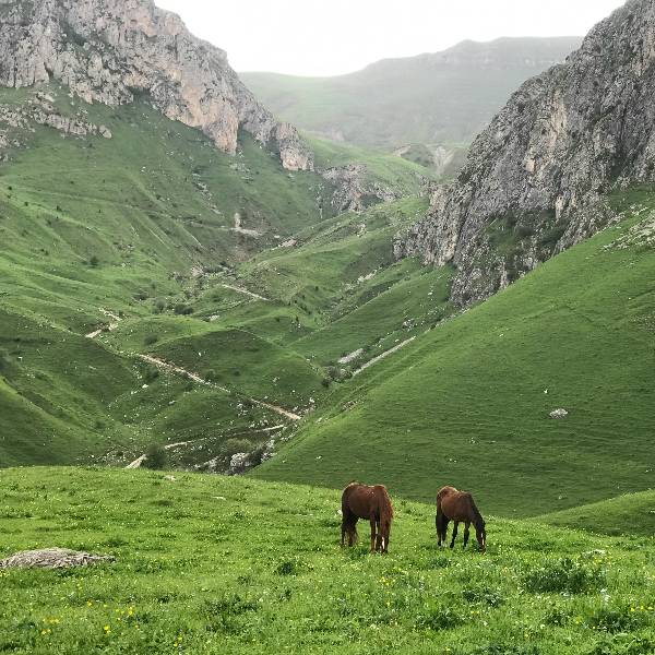 cai pe pajiste montana Kyrgysztan