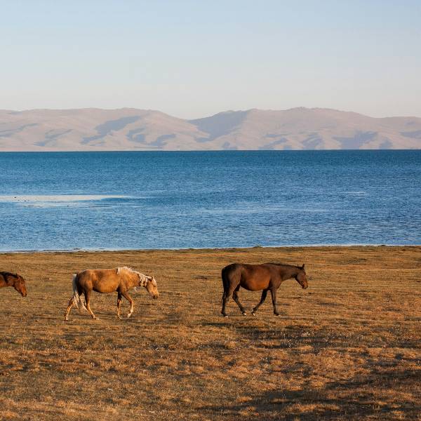 cai pe pajiste Kyrgysztan