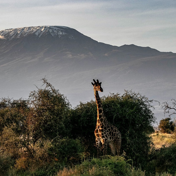 kilimanjaro